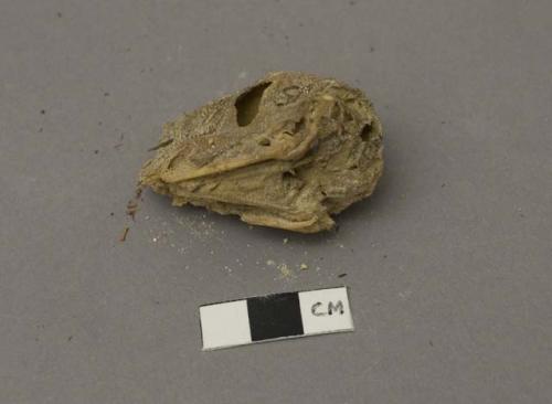 Witch doctor's basket containing meal, chicken claw and head