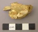 Jaw bone fragment - domestic dog