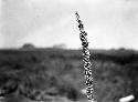 Bunch of snails on a reed. Morocco: Region of Tit Mellil near Casablanca.