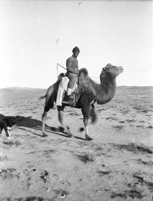 Caravan owner mounted on camel