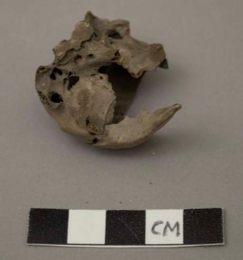 Fragment of skull of mammal