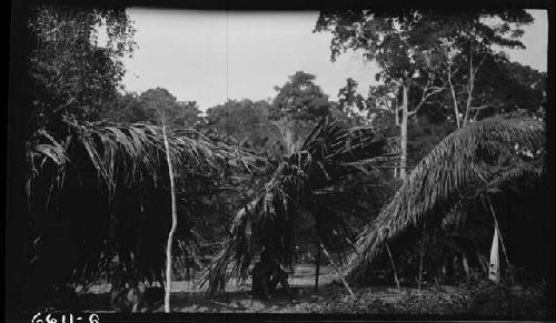 Man under tree in jungle