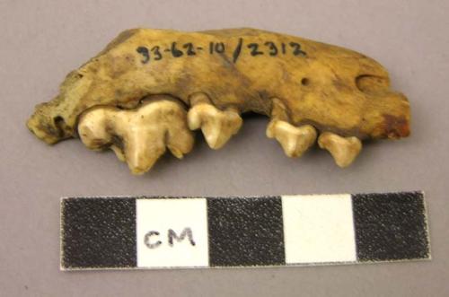 Fragment of lower jaw bone--dog