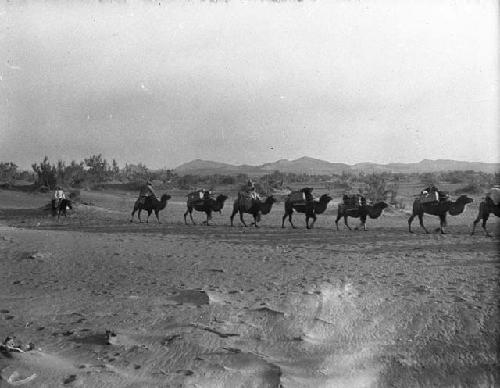 Great dunes - on march, Moses, old man