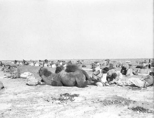 Cobbling camel hoof, Tuei'rh Shan