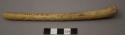 Bone of large bird - probably wing