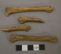 4 metatarsals of large feline from the recent loess