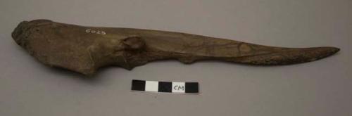 Tool made of the ulna of an ox