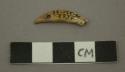 Bead made from the canine tooth of a carnivore - perforated