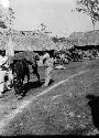 Men unloading pack mule train