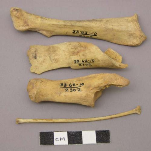 Bones: owl (radius); mountain sheep; jack rabbit; wild turkey