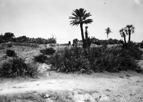 Coastal plain. Morocco: near Tit Mellil.