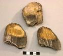 3 fragments of elephant molar