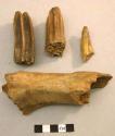 Bones & teeth of horse