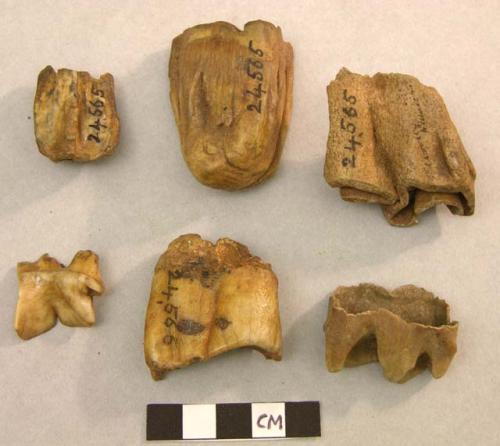 Teeth of Mammoth