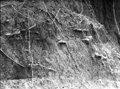 Sherds in riverbank at Cocle