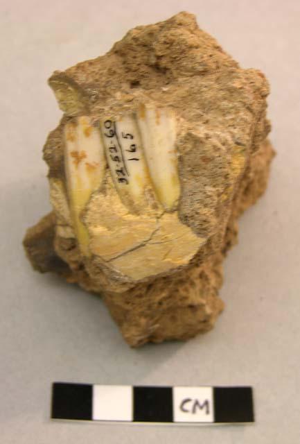 Teeth of ibex in Breccia