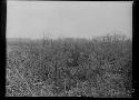 Trench Looking Southeast