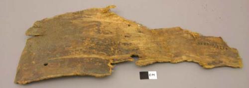 Piece of cottonwood bark, pierced