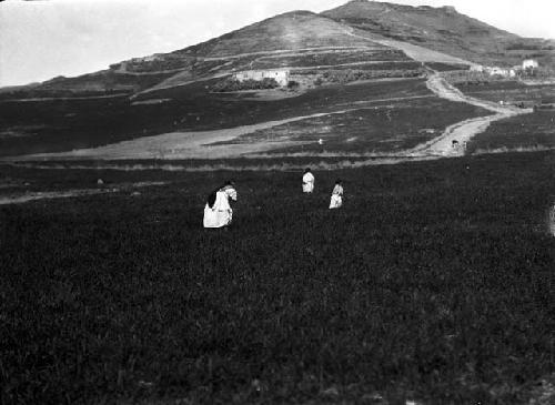 Gleaners. Morocco: Rif - Beni Said.