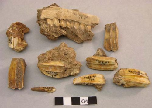 9 teeth of ibex (capra nubiana sinatica)