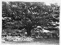 Group of people under a high tree