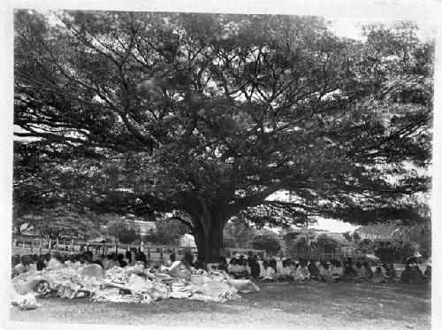 Group of people under a high tree