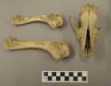 Organic, faunal remains, bones, includes mammal skull with teeth and bird humeri