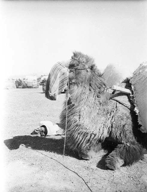 Camel feeding from nose bag, near Turpan