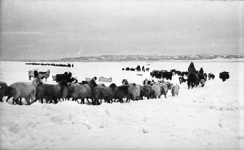 Kazak (Qazaq) caravan in snow, sheep migration