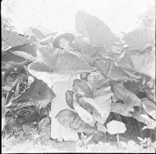 Woman standing among taro leaves at Efulan