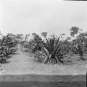 Our station ground at Lolo