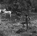 Masai watering cattle