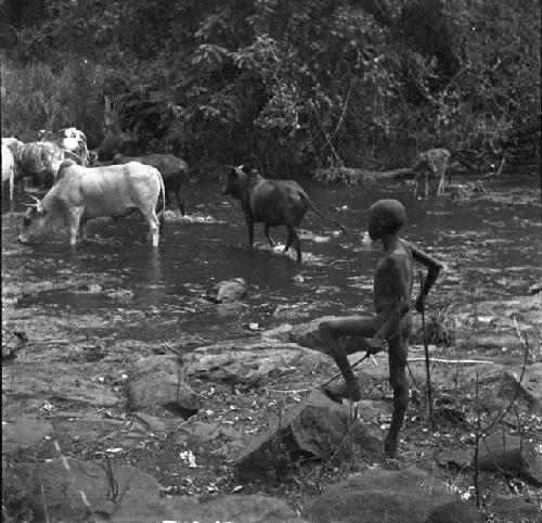 Masai watering cattle