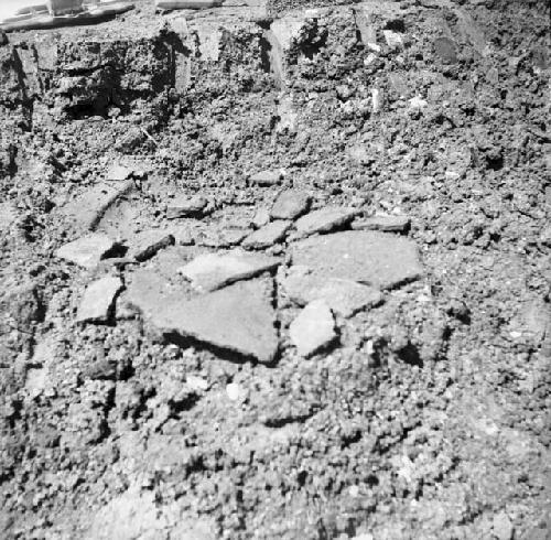 Incised ceramic sherds with design of a toucan or parrot