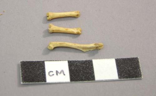 Bones of a weasel