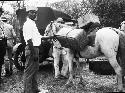 Pack horse loaded with items