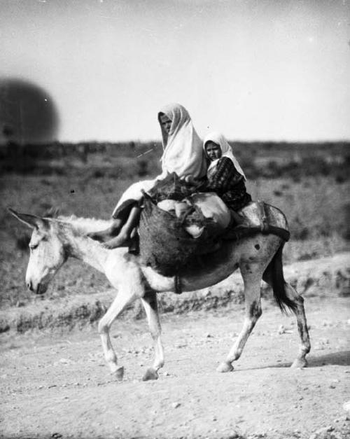 Donkey transport, Morocco: Rif - Ajdir, Beni Urriaghel