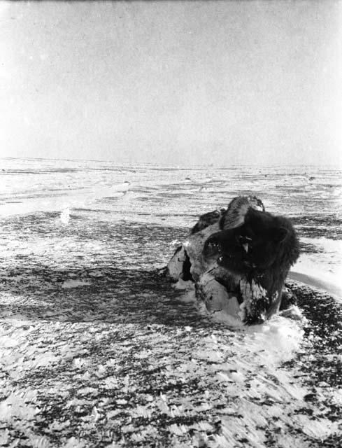 Frozen camel in snow