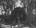 Stag in pen in garden