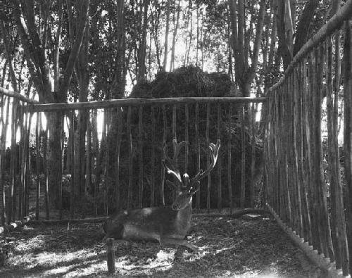 Stag in pen in garden