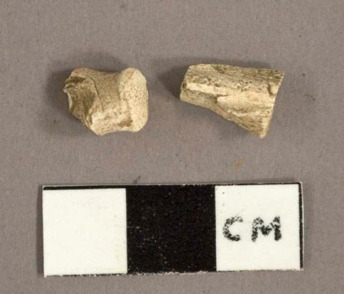 Burned bone fragments