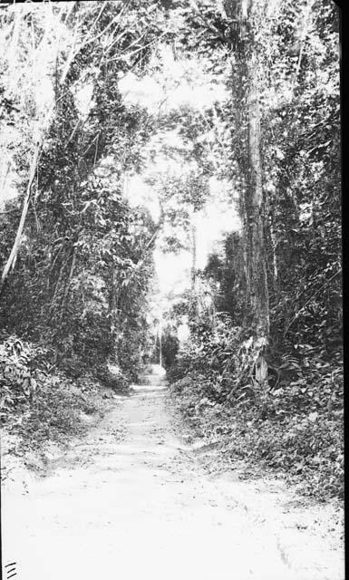 Path through a forest