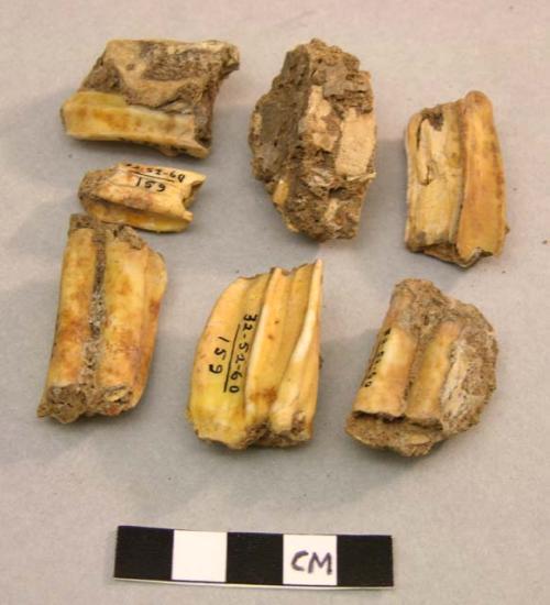 7 teeth of ibex (Capra Nubiana Sinatica)