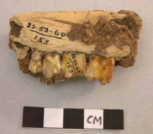 Teeth of goat (Capra Nircus) - part of left lower jaw