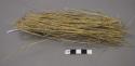 Sample of grass - used for thatch