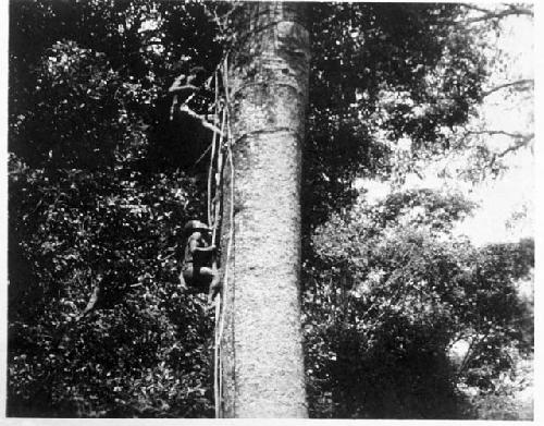 Bambuti men climbing tree to get honey