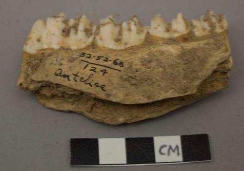 5 lower teeth of Fallow Deer (Dama dama)