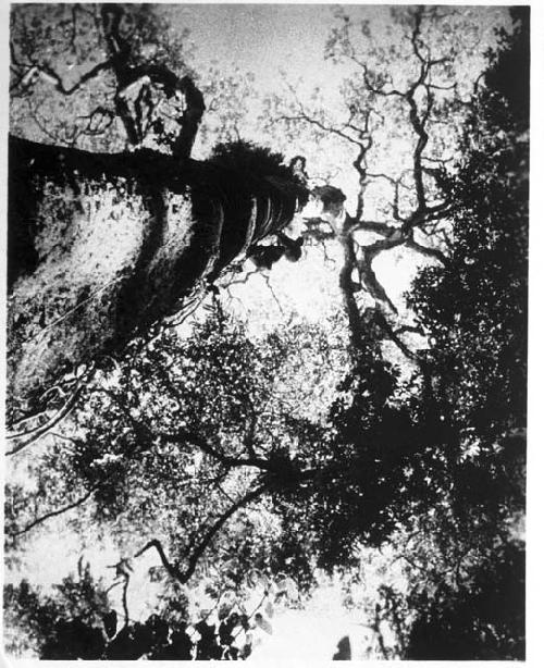 Bambuti man climbing tree to get honey