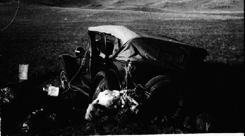 Car in ditch with dead wolf tied on back